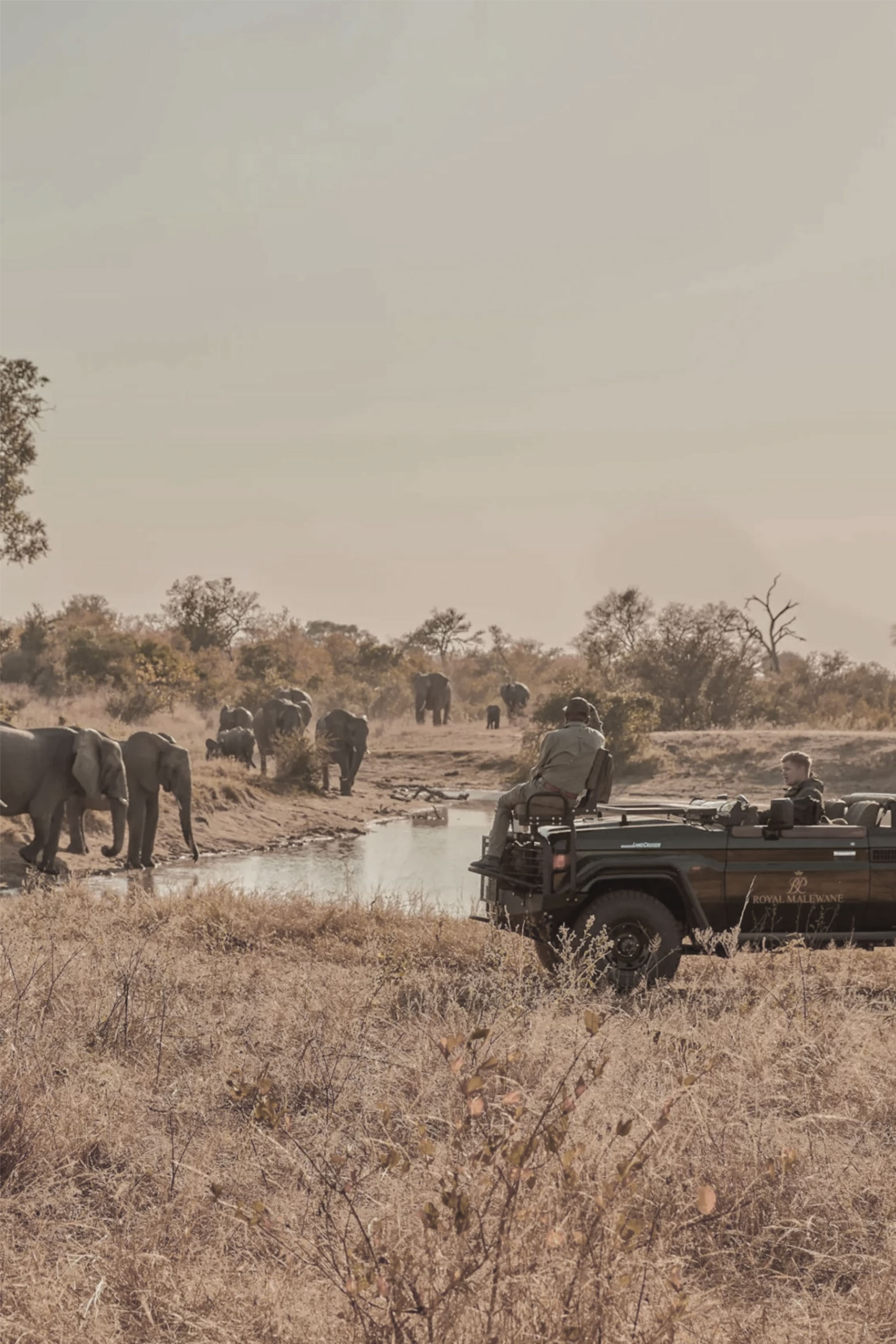 Game drive pausing beside a waterhole as a herd of elephants gathers