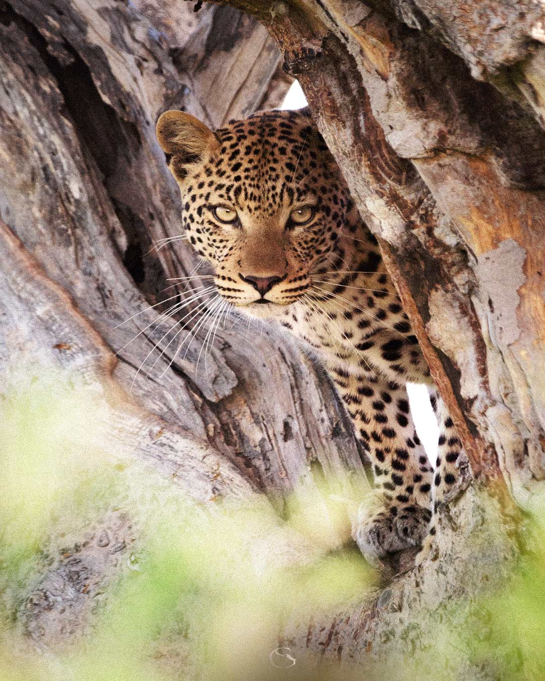 Leopard