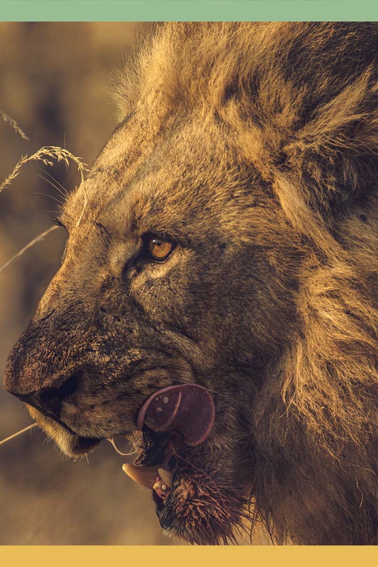 Male lion portrait in golden light — Private Botswana Safari • Guided Safaris®